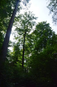 Eiche Waldbau 3-9-2017 a