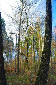Fichtenaltwald m Naturverj - Eiche 18-4-2016