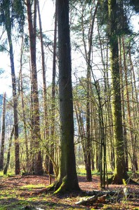 Naturverjüngung Fichtenaltwald 18-4-2016
