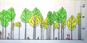 Waldkunde Buchenwälder Zeichn1