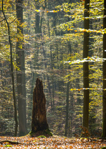 Nationalpark Nordsteigerwald