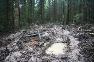 Rückegasse Schlammwüste 31-8-2012 zertifizierter Wald