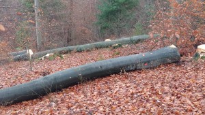 der Wald verliert großflächig seine Altbäume - Gemeindewald Beckingen 25-11-2017